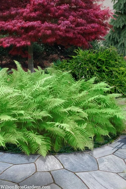 Southern Wood Fern (Thelypteris Kunthii) - 1 Gallon Pot 3 Southern Wood Fern (Thelypteris Kunthii) - 1 Gallon Pot