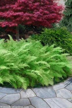 Southern Wood Fern (Thelypteris Kunthii) - 10 Pack Of Quart Pots