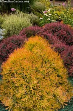 Fire Chief Arborvitae - 2.5 Gallon Pot -Cheap Plants Store thuja fire chief arborvitae 103