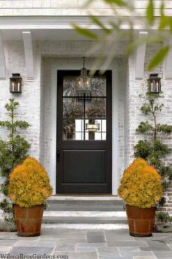 Fire Chief Arborvitae - 2.5 Gallon Pot -Cheap Plants Store thuja fire chief arborvitae 104