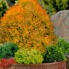 Fire Chief Arborvitae - 2 Gallon Pot 1 Fire Chief Arborvitae - 2 Gallon Pot -Cheap Plants Store thuja fire chief arborvitae 106 1