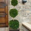 Emerald Green Arborvitae Poodle Tier Topiary (3 Ball) - 5 Gallon Pot 2 Emerald Green Arborvitae Poodle Tier Topiary (3 Ball) - 5 Gallon Pot -Cheap Plants Store thuja occidentalis emerald green arborvitae 3 ball poodle tier topiary 1