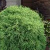 Mr. Bowling Ball Arborvitae (Thuja) - 3 Gallon Pot -Cheap Plants Store thuja occidentalis mr bowling ball arborvitae 1