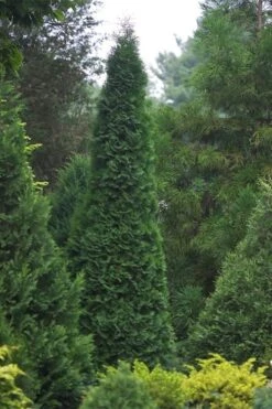North Pole Arborvitae (Thuja) - 3 Gallon Pot -Cheap Plants Store thuja occidentalis north pole arborvitae 1 1