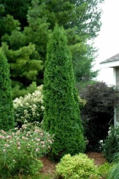 North Pole Arborvitae (Thuja) - 3 Gallon Pot -Cheap Plants Store thuja occidentalis north pole arborvitae 2 1