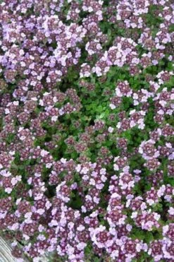 Caborn Wine & Roses Creeping Thyme - 5 Pack Of Pint Pots -Cheap Plants Store thyme wine and roses 500x750 2