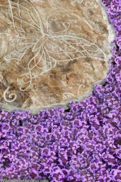 Caborn Wine & Roses Creeping Thyme - 5 Pack Of Pint Pots -Cheap Plants Store thymus caborn wine and roses 2 1