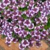 Caborn Wine & Roses Creeping Thyme - 5 Pack Of Quart Pots -Cheap Plants Store thymus caborn wine and roses 3