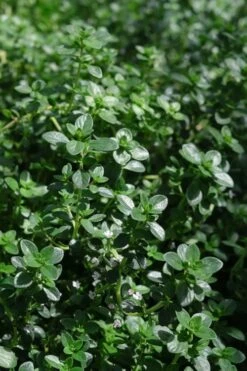 Lemon Creeping Thyme - 5 Pack Of Quart Pots -Cheap Plants Store thymus citrriodorus lemon thyme 2