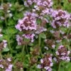 Lemon Creeping Thyme - 6 Pack Of Pint Pots -Cheap Plants Store thymus citrriodorus lemon thyme 3