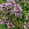 Lemon Creeping Thyme - 5 Pack Of Quart Pots -Cheap Plants Store thymus citrriodorus lemon thyme 4