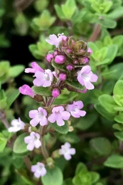 Lemon Creeping Thyme - 5 Pack Of Quart Pots -Cheap Plants Store thymus citrriodorus lemon thyme 5