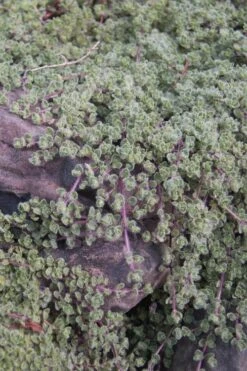 Woolly Creeping Thyme (Thymus Lanuginosis) - 6 Pack Of Pint Pots -Cheap Plants Store thymus lanuginosis wooly thyme 11 1