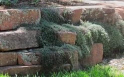 Woolly Creeping Thyme (Thymus Lanuginosis) - 5 Pack Of Pint Pots -Cheap Plants Store thymus lanuginosis wooly thyme 4