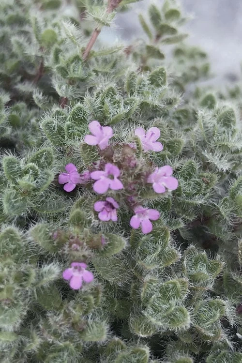 Woolly Creeping Thyme (Thymus Lanuginosis) - 10 Pack Of Pint Pots 7 Woolly Creeping Thyme (Thymus Lanuginosis) - 10 Pack Of Pint Pots - Image 5