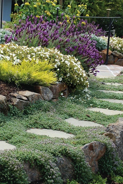 Woolly Creeping Thyme (Thymus Lanuginosis) - 10 Pack Of Pint Pots 3 Woolly Creeping Thyme (Thymus Lanuginosis) - 10 Pack Of Pint Pots