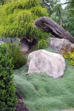 Woolly Creeping Thyme (Thymus Lanuginosis) - 10 Pack Of Pint Pots 18 Woolly Creeping Thyme (Thymus Lanuginosis) - 10 Pack Of Pint Pots -Cheap Plants Store thymus lanuginosis wooly thyme 8 2