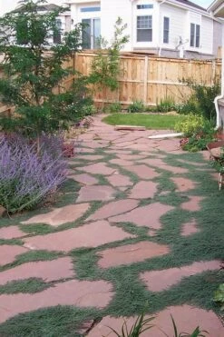 Woolly Creeping Thyme (Thymus Lanuginosis) - 6 Pack Of Pint Pots -Cheap Plants Store thymus lanuginosis wooly thyme 9 1