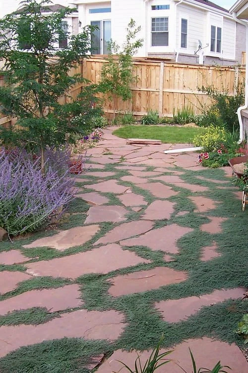 Woolly Creeping Thyme (Thymus Lanuginosis) - 10 Pack Of Pint Pots 10 Woolly Creeping Thyme (Thymus Lanuginosis) - 10 Pack Of Pint Pots - Image 8