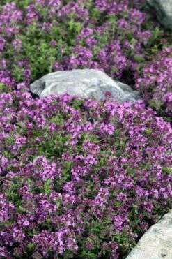 Magic Carpet Creeping Thyme (Thymus Serpyllum) - 6 Pack Of Pint Pots -Cheap Plants Store thymus serpyllum magic carpet creeping thyme 2