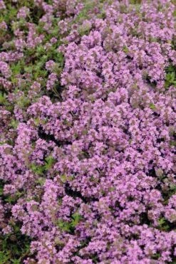 Magic Carpet Creeping Thyme (Thymus Serpyllum) - 6 Pack Of Pint Pots -Cheap Plants Store thymus serpyllum magic carpet creeping thyme 7