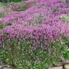 Magic Carpet Creeping Thyme (Thymus Serpyllum) - 6 Pack Of Pint Pots 1 Magic Carpet Creeping Thyme (Thymus Serpyllum) - 6 Pack Of Pint Pots -Cheap Plants Store thymus serpyllum magic carpet creeping thyme 8