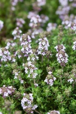 English Thyme (Thymus Vulgaris) - 6 Pack Of Pint Pots -Cheap Plants Store thymus vulgaris english thyme 4
