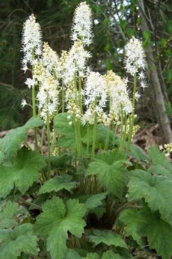 Oakleaf Foamflower (Tiarella Cordifolia) - 1 Gallon Pot -Cheap Plants Store tiarella cordifolia oakleaf foamflower 22