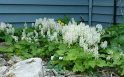 Oakleaf Foamflower (Tiarella Cordifolia) - 1 Gallon Pot -Cheap Plants Store tiarella cordifolia oakleaf foamflower 24