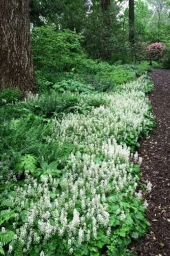 Oakleaf Foamflower (Tiarella Cordifolia) - 1 Gallon Pot -Cheap Plants Store tiarella cordifolia oakleaf foamflower 25