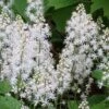 Oakleaf Foamflower (Tiarella Cordifolia) - 1 Gallon Pot -Cheap Plants Store tiarella cordifolia oakleaf foamflower 26