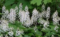 Oakleaf Foamflower (Tiarella Cordifolia) - 1 Gallon Pot -Cheap Plants Store tiarella cordifolia oakleaf foamflower 27