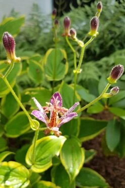 Samurai Toad Lily (Tricyrtis Formosana) - 1 Gallon Pot -Cheap Plants Store toad lily samurai 500x750 2
