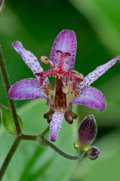 Samurai Toad Lily (Tricyrtis Formosana) - 5 Pack Of Quart Pots -Cheap Plants Store tricyrtis formosana samurai toad lily 1