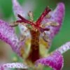 Samurai Toad Lily (Tricyrtis Formosana) - 5 Pack Of Quart Pots -Cheap Plants Store tricyrtis formosana samurai toad lily 3
