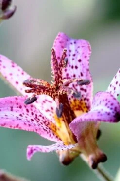 Samurai Toad Lily (Tricyrtis Formosana) - 5 Pack Of Quart Pots -Cheap Plants Store tricyrtis formosana samurai toad lily 5