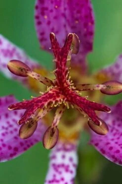 Samurai Toad Lily (Tricyrtis Formosana) - 5 Pack Of Quart Pots -Cheap Plants Store tricyrtis formosana samurai toad lily 6