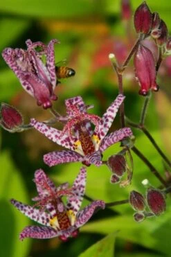 Samurai Toad Lily (Tricyrtis Formosana) - 5 Pack Of Quart Pots -Cheap Plants Store tricyrtis formosana samurai toad lily 7