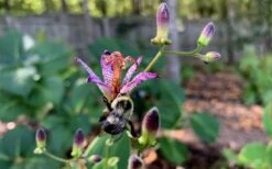 Samurai Toad Lily (Tricyrtis Formosana) - 1 Gallon Pot -Cheap Plants Store tricyrtis formosana samurai toad lily 8 1