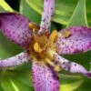 Sunny Spirit Toad Lily (Tricyrtis Formosana) - 1 Gallon Pot -Cheap Plants Store tricyrtis formosana sunny spirit toad lily 1