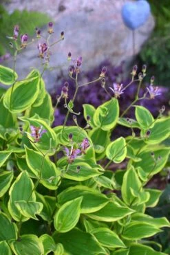 Sunny Spirit Toad Lily (Tricyrtis Formosana) - 1 Gallon Pot -Cheap Plants Store tricyrtis formosana sunny spirit toad lily 3