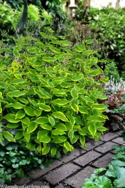 Sunny Spirit Toad Lily (Tricyrtis Formosana) - 1 Gallon Pot -Cheap Plants Store tricyrtis formosana sunny spirit toad lily 4