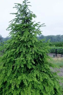 Eastern Canadian Hemlock (Tsuga Canadensis) - 3 Gallon Pot -Cheap Plants Store tsuga canadensis eastern canadian hemlock tree 2