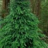 Eastern Canadian Hemlock (Tsuga Canadensis) - 3 Gallon Pot -Cheap Plants Store tsuga canadensis eastern canadian hemlock tree 3
