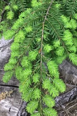 Eastern Canadian Hemlock (Tsuga Canadensis) - 3 Gallon Pot -Cheap Plants Store tsuga canadensis eastern canadian hemlock tree 4