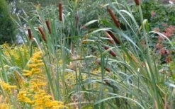 Broadleaf Cattail Plant (Typha Latifolia) - 1 Gallon Pot -Cheap Plants Store typha