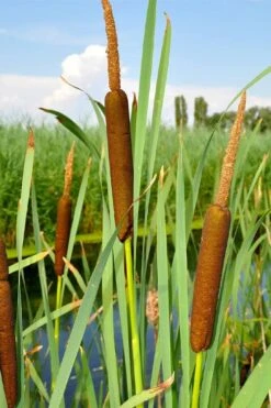 Broadleaf Cattail Plant (Typha Latifolia) - 1 Gallon Pot