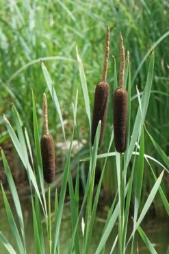 Broadleaf Cattail Plant (Typha Latifolia) - 1 Gallon Pot -Cheap Plants Store typha latifolia broadleaf cattail 2
