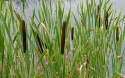 Broadleaf Cattail Plant (Typha Latifolia) - 1 Gallon Pot -Cheap Plants Store typha latifolia broadleaf cattail 3