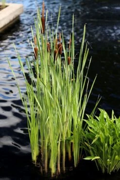 Broadleaf Cattail Plant (Typha Latifolia) - 1 Gallon Pot -Cheap Plants Store typha latifolia broadleaf cattail 5
